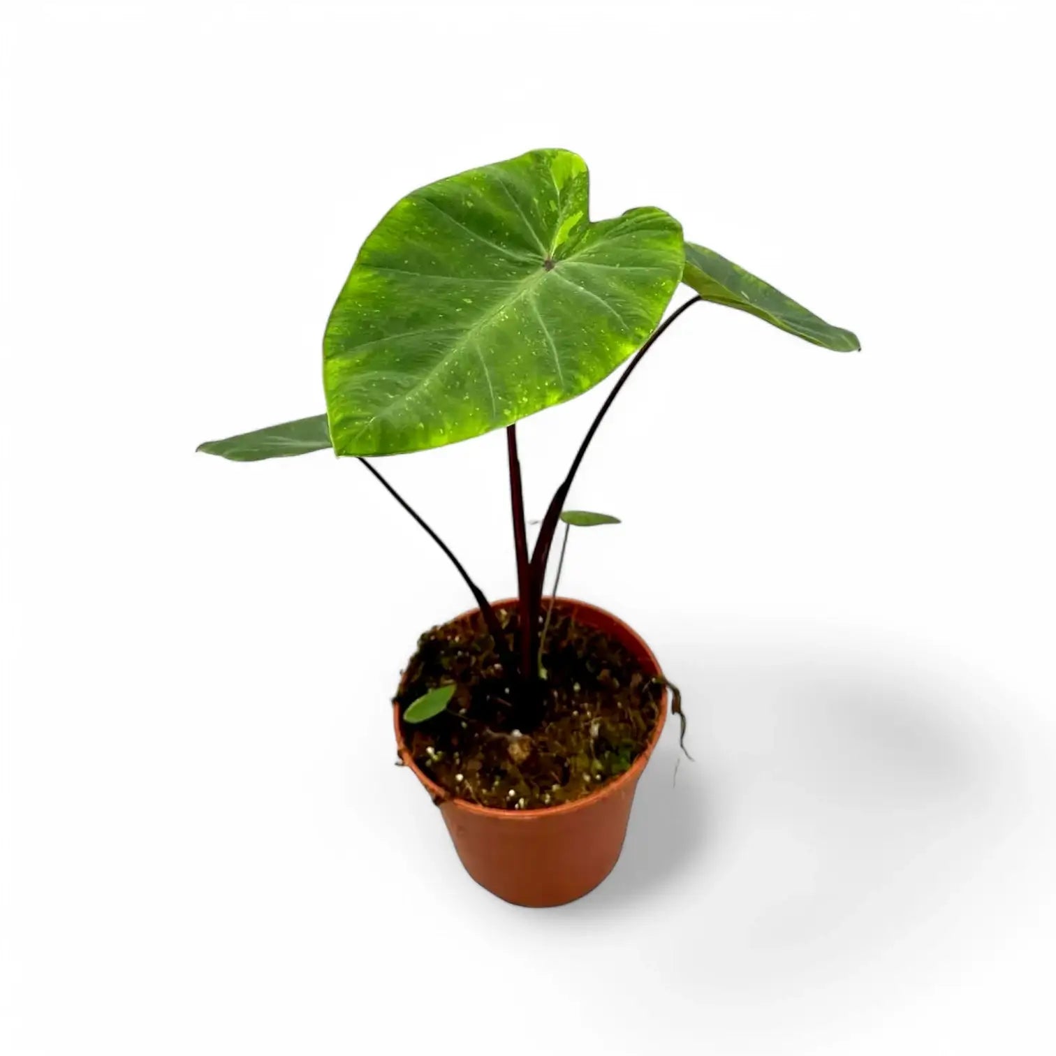 Colocasia esculenta 'Lemon Lime Gecko' potted plant in nursery pot on white background.