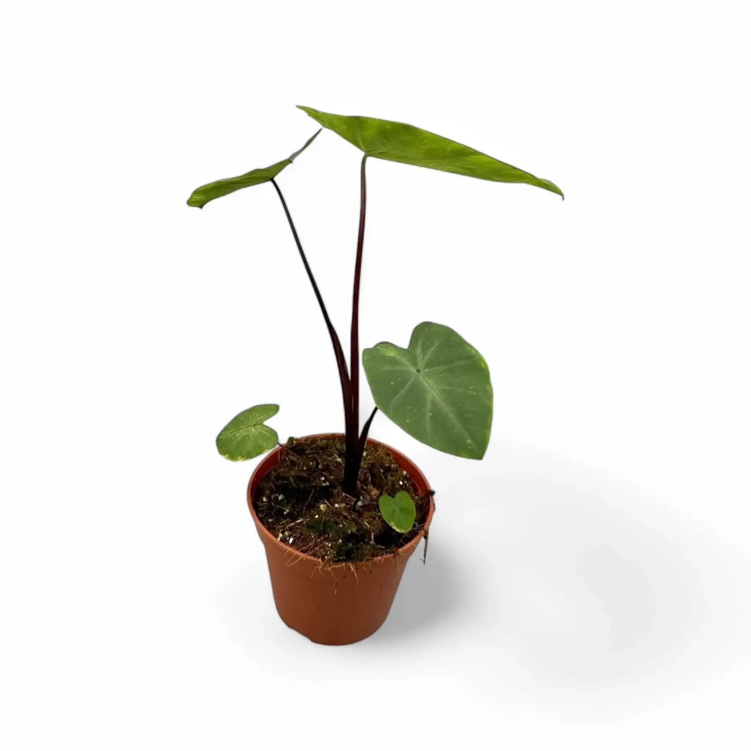 Colocasia esculenta 'Lemon Lime Gecko' potted plant in nursery pot on white background.