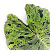 Colocasia esculenta 'Mojito' – Blattdetail vor weißem Hintergrund..