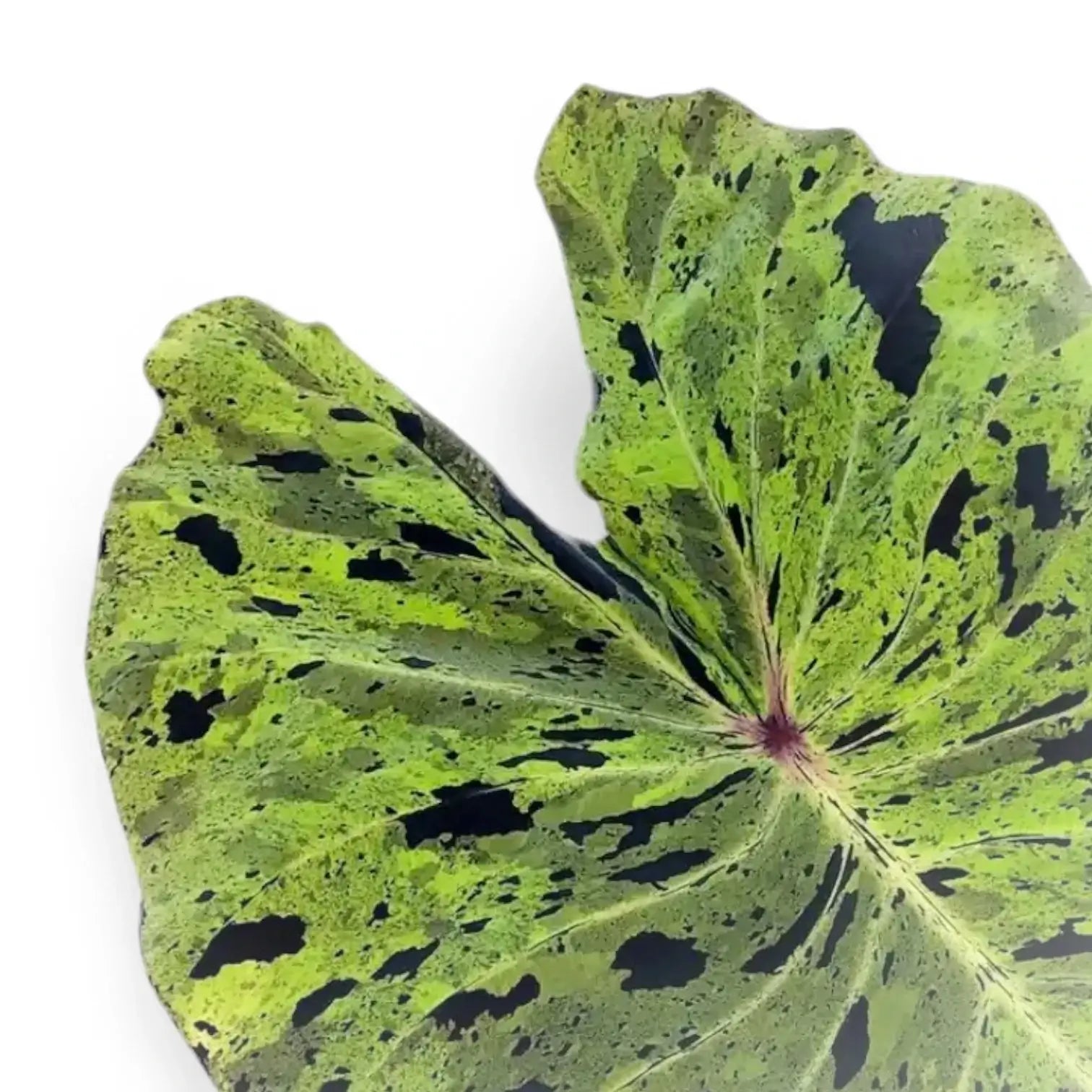 Colocasia esculenta 'Mojito' – Blattdetail vor weißem Hintergrund..