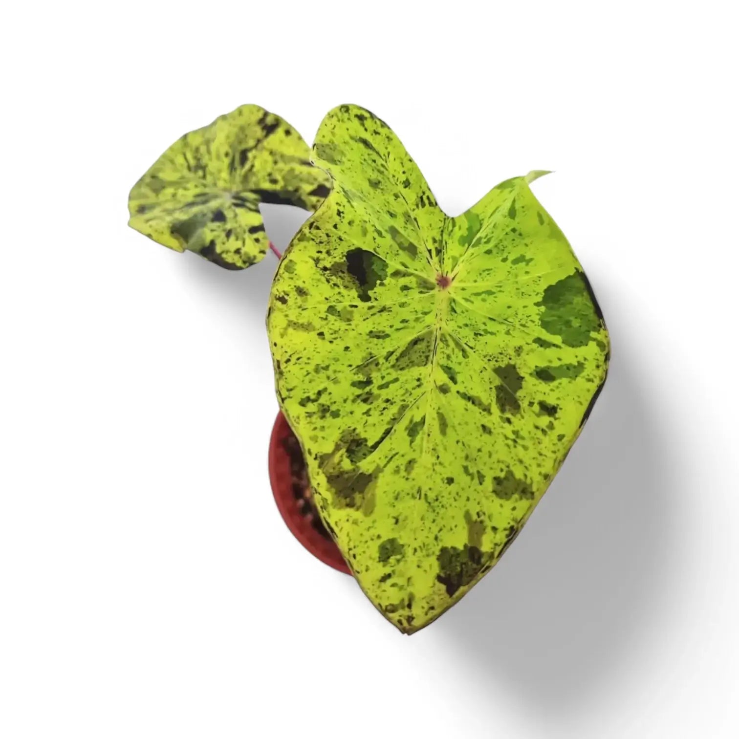 Colocasia esculenta 'Mojito' potted plant in nursery pot on white background.