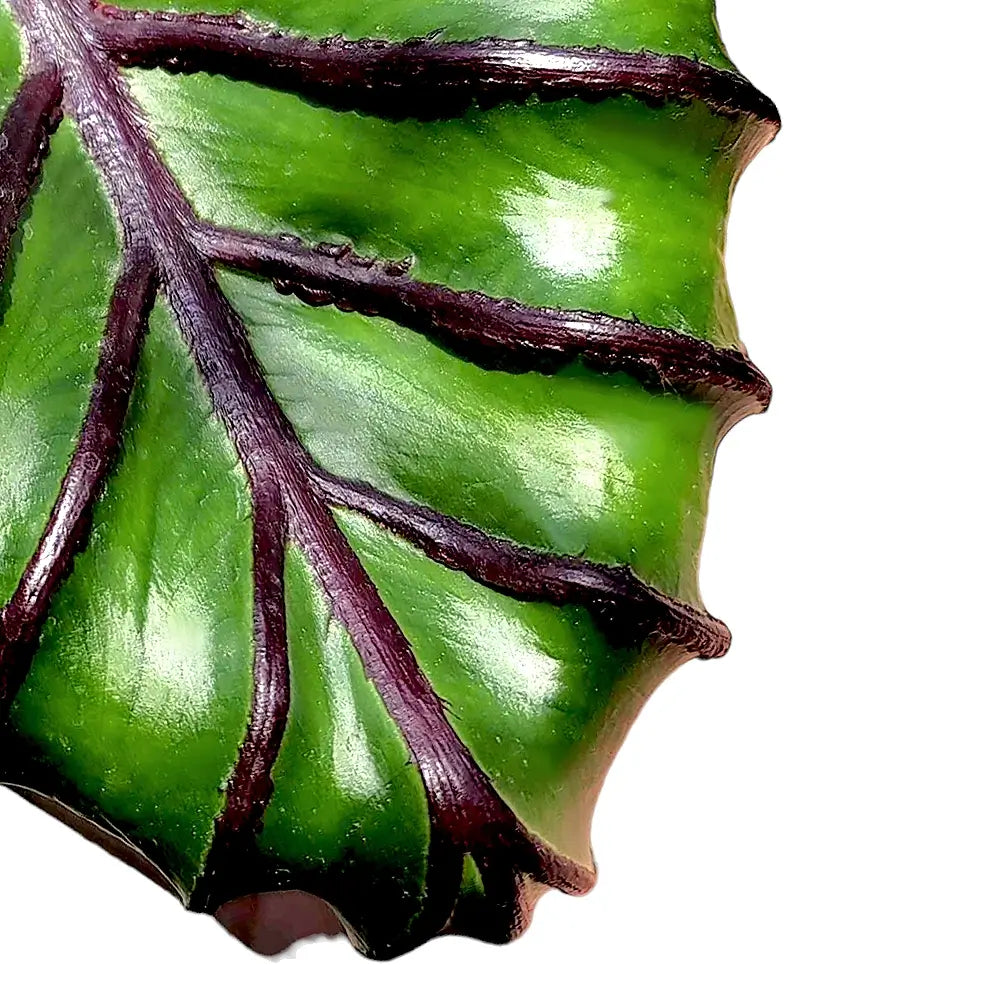 Colocasia esculenta 'Pharaoh's Mask' leaf detail on white background.