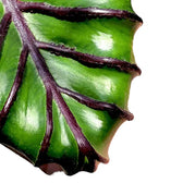 Colocasia esculenta 'Pharaoh's Mask' – Blattdetail vor weißem Hintergrund..