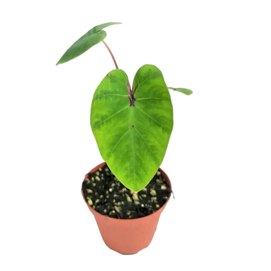 Colocasia esculenta 'Pharaoh's Mask' potted plant in nursery pot on white background.