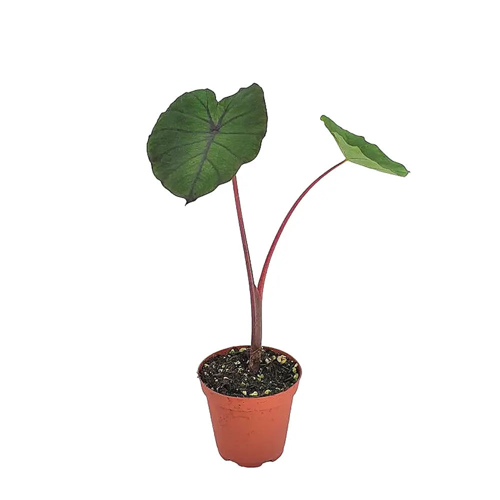 Colocasia esculenta 'Redemption' potted plant in nursery pot on white background.