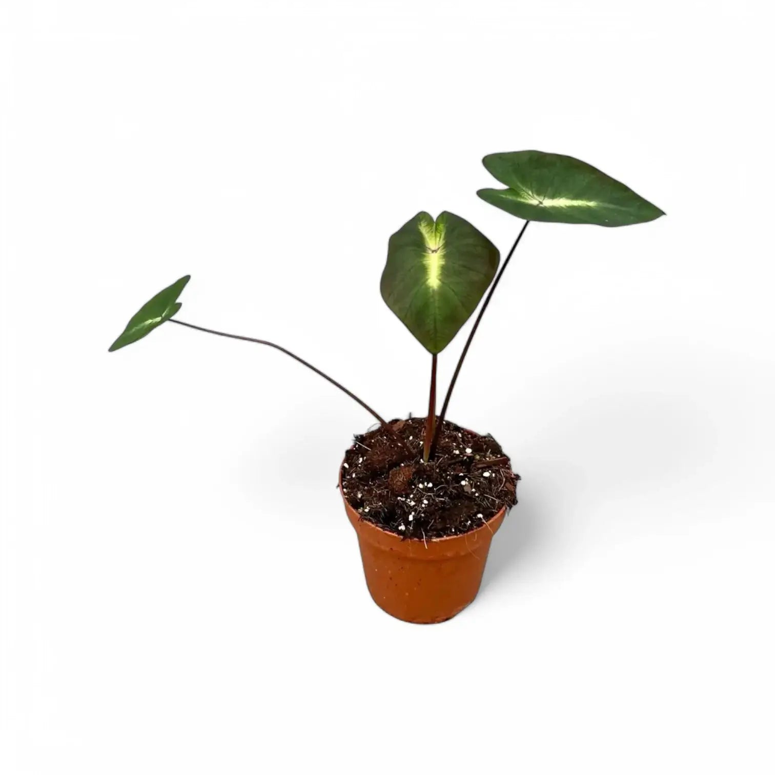 Colocasia esculenta 'Tropical storm' potted plant in nursery pot on white background.