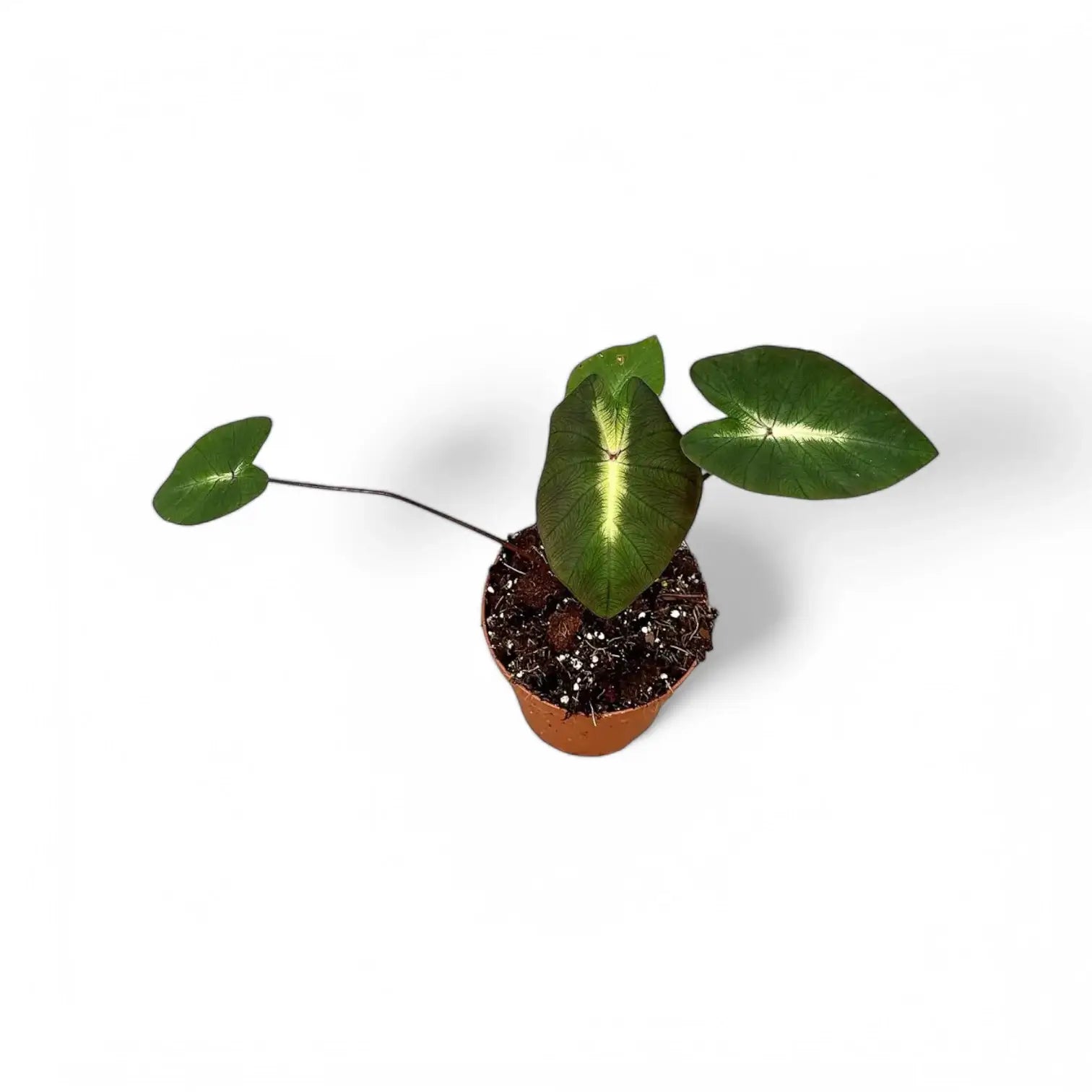 Colocasia esculenta 'Tropical storm' potted plant in nursery pot on white background.
