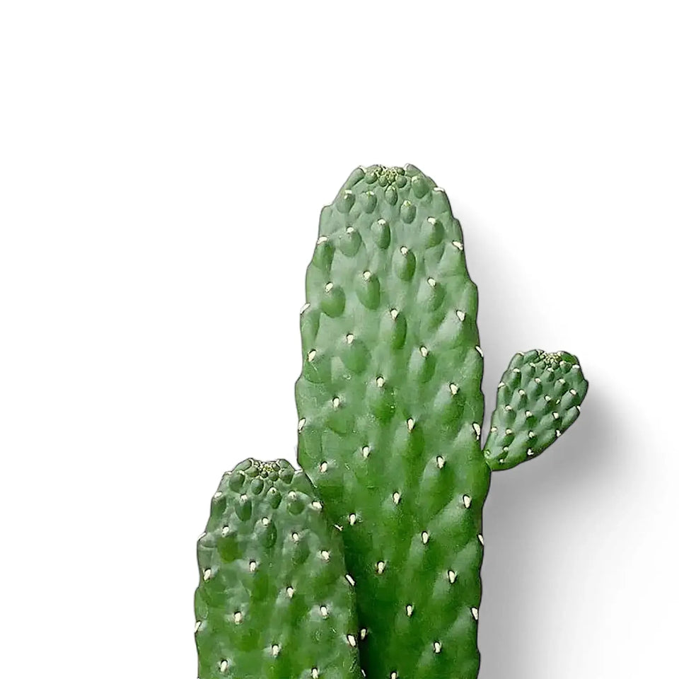 Close-up of a green cactus segment on a white background