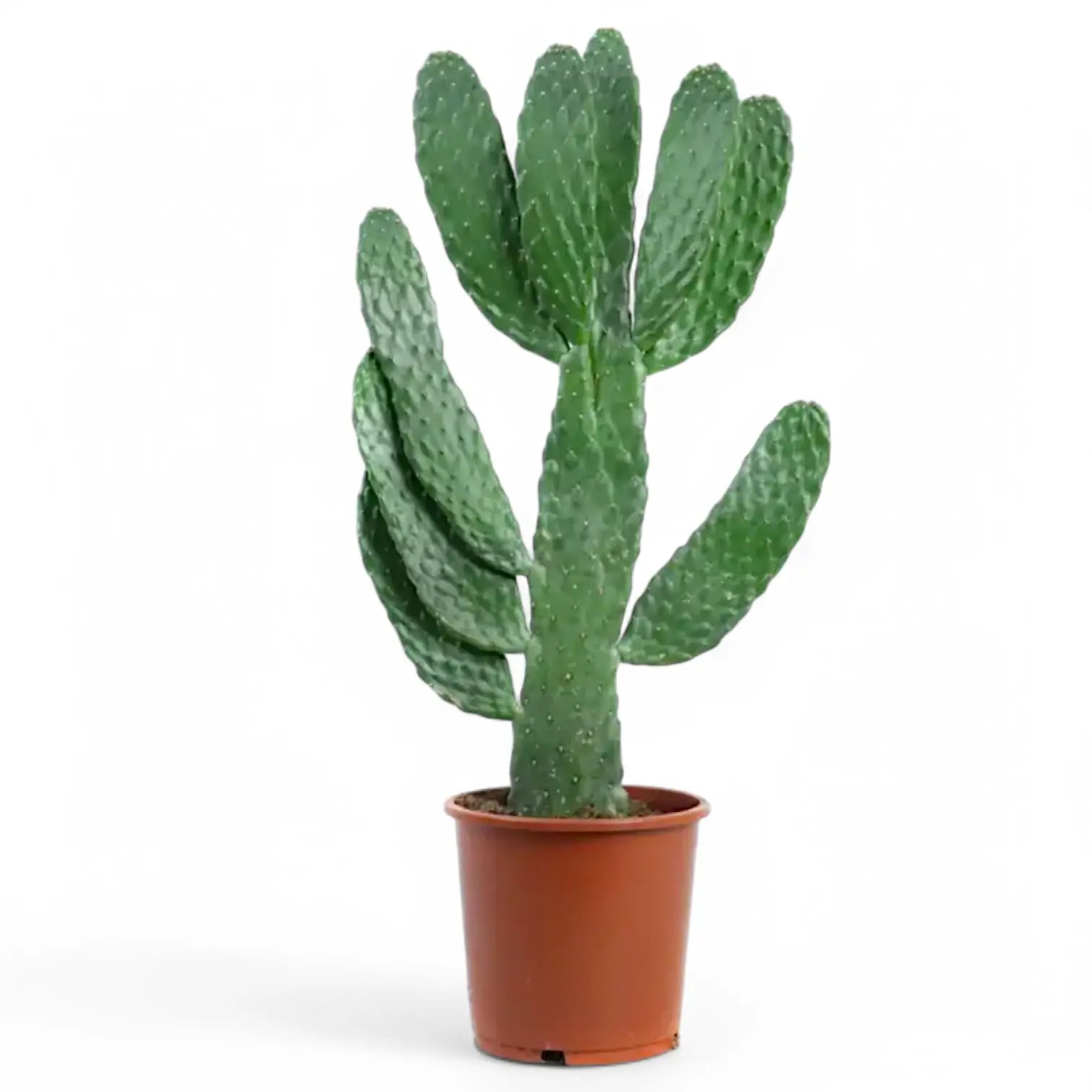 Consolea rubescens potted plant in nursery pot on white background.