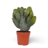 Consolea rubescens – Topfpflanze im Kulturtopf vor weißem Hintergrund, Produktfoto 5.