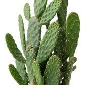 Close-up of Consolea rubescens showing a flattened green cactus pad with small areoles