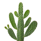Close-up of a flattened green Consolea rubescens cactus pad
