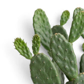 Close-up of the textured green stem surface and areoles of Consolea rubescens