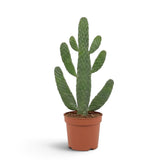 Consolea rubescens cactus with upright flattened green pads branching above a nursery pot