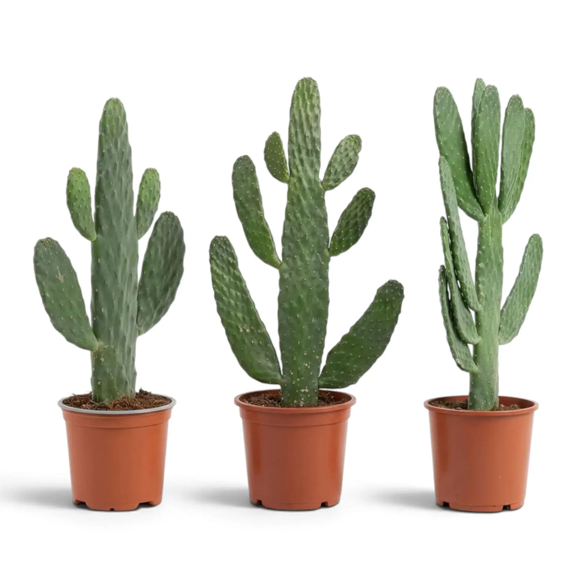 Consolea rubescens with stacked green pads and open upright branching in a nursery pot