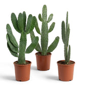 Potted Consolea rubescens with upright paddle-shaped green stem segments
