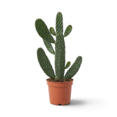 Consolea rubescens with branching flattened green pads forming an open upright shape