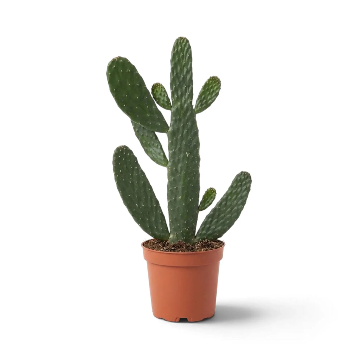 Consolea rubescens with branching flattened green pads forming an open upright shape