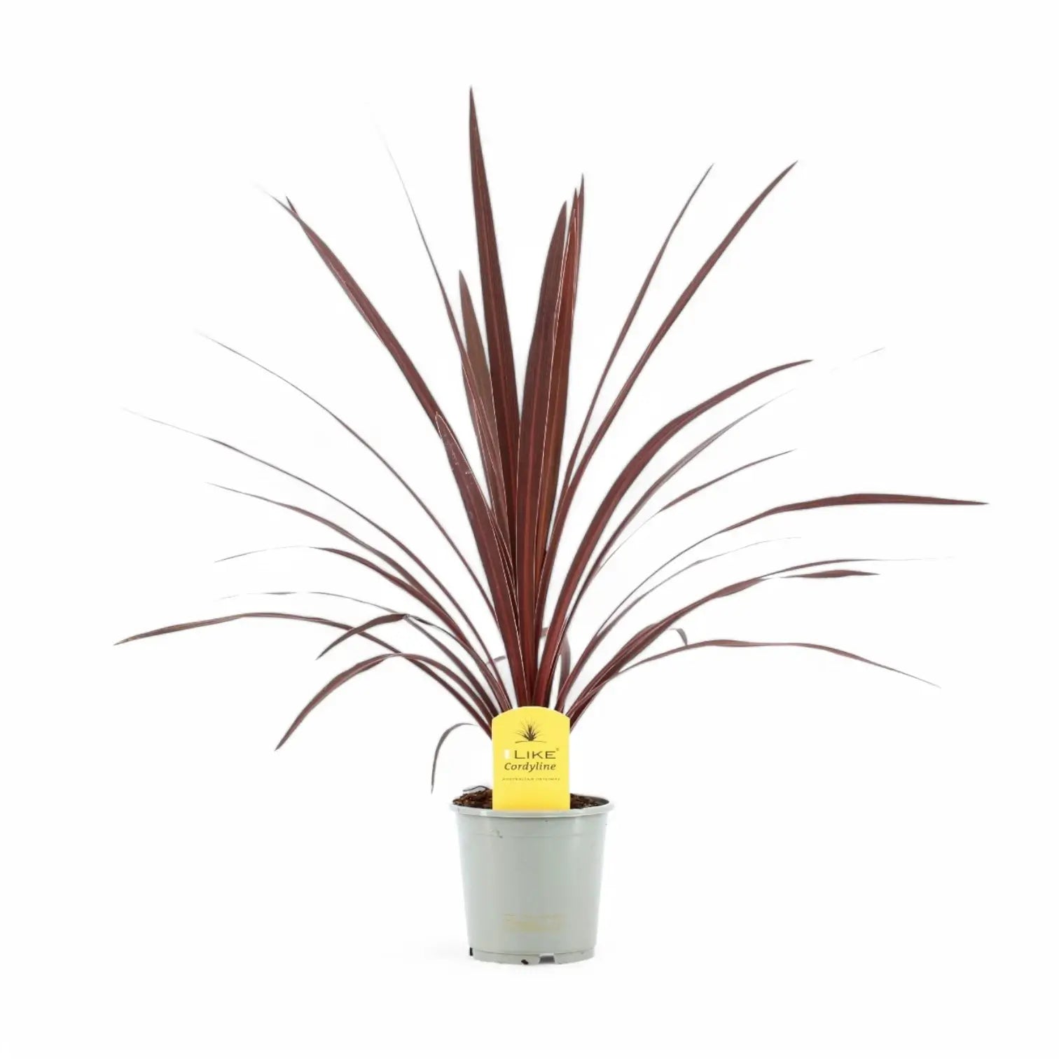 Cordyline australis 'Red Star' – Topfpflanze im Kulturtopf vor weißem Hintergrund, Produktfoto 3.