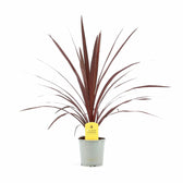 Cordyline australis 'Red Star' – Topfpflanze im Kulturtopf vor weißem Hintergrund, Produktfoto 3.