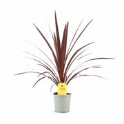 Cordyline australis 'Red Star' – Topfpflanze im Kulturtopf vor weißem Hintergrund, Produktfoto 3.