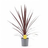 Cordyline australis 'Red Star' – Topfpflanze im Kulturtopf vor weißem Hintergrund, Produktfoto 4.