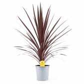 Cordyline australis 'Red Star' – Topfpflanze im Kulturtopf vor weißem Hintergrund, Produktfoto 5.
