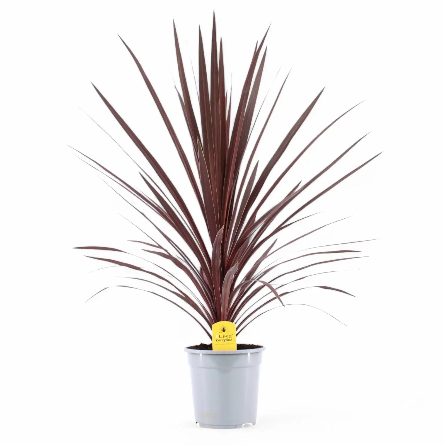Cordyline australis 'Red Star' – Topfpflanze im Kulturtopf vor weißem Hintergrund, Produktfoto 5.