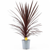 Cordyline australis 'Red Star' – Topfpflanze im Kulturtopf vor weißem Hintergrund, Produktfoto 7.