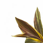 Cordyline fruticosa 'Chocolate Queen' close-up of leaf on white background.