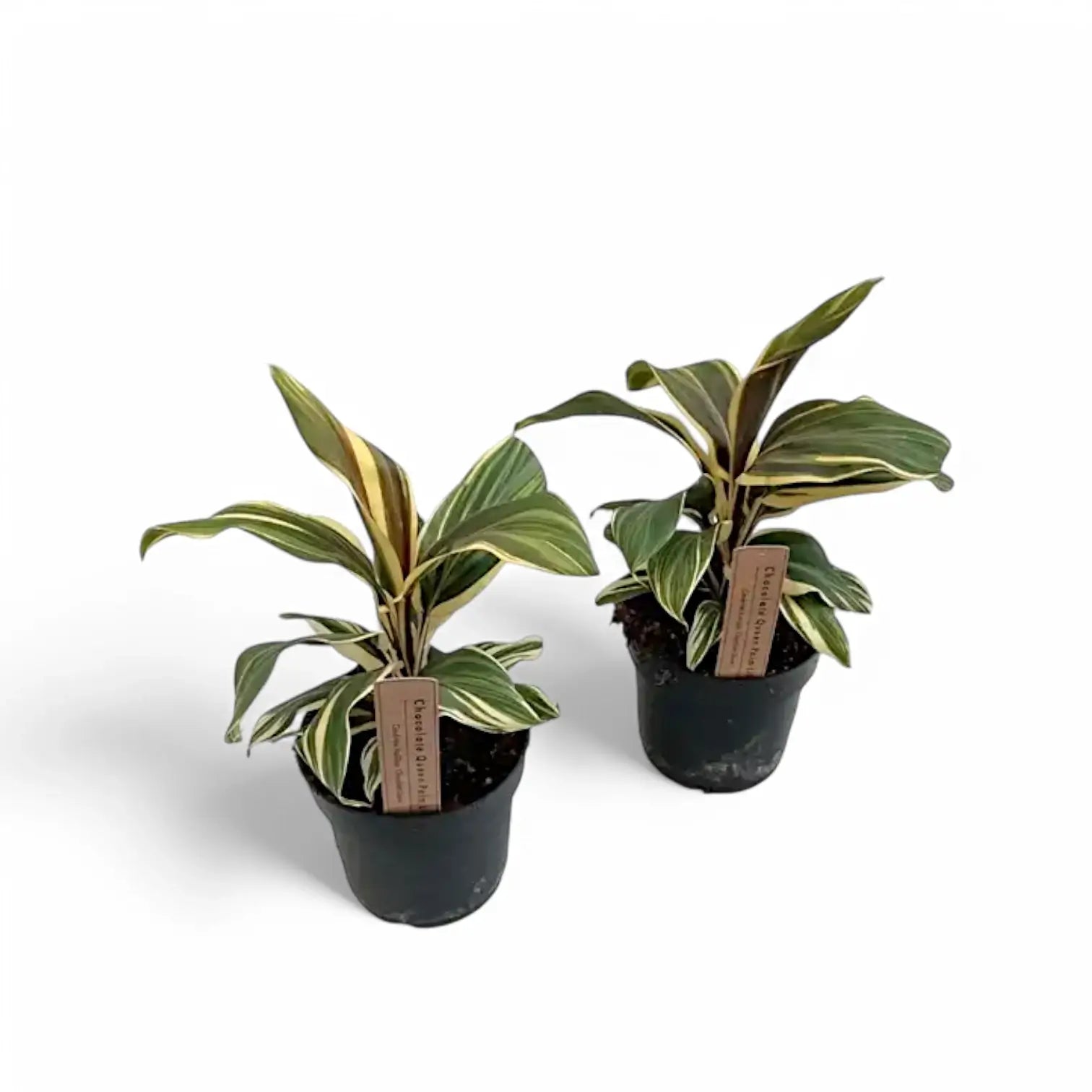 Cordyline fruticosa 'Chocolate Queen' potted plant in nursery pot on white background.