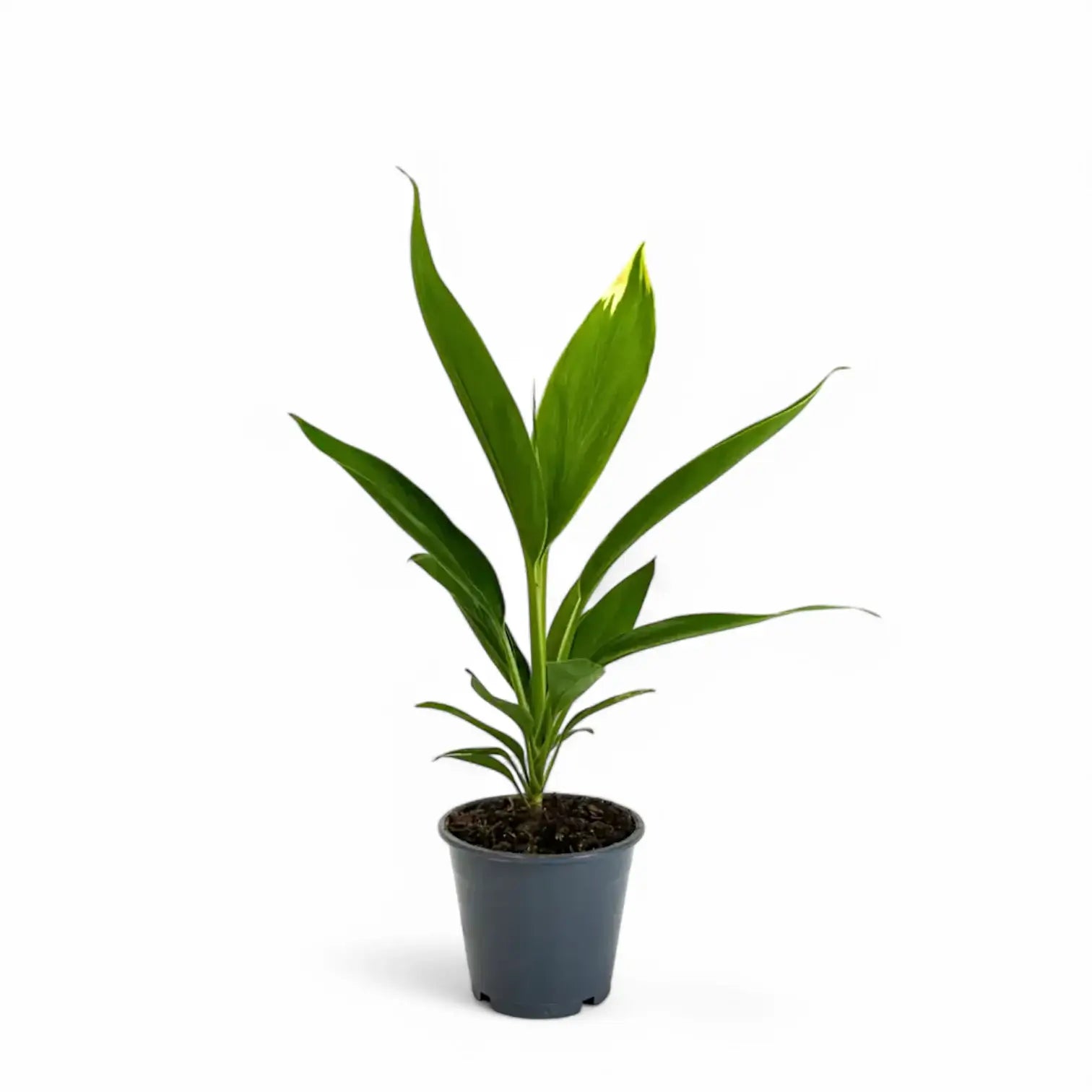 Cordyline fruticosa 'Conga' Zimmerpflanze im Anzuchttopf vor weißem Hintergrund, Produktfoto 2.