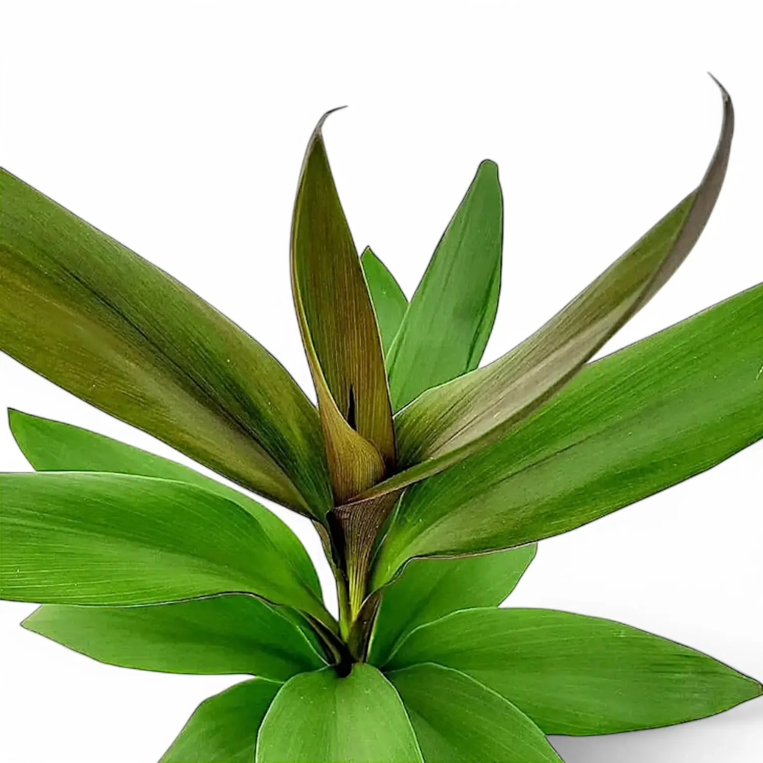 Cordyline fruticosa 'Glauca' – Blattdetail vor weißem Hintergrund..