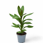 Cordyline fruticosa 'Glauca' Zimmerpflanze im Anzuchttopf vor weißem Hintergrund, Produktfoto 2.
