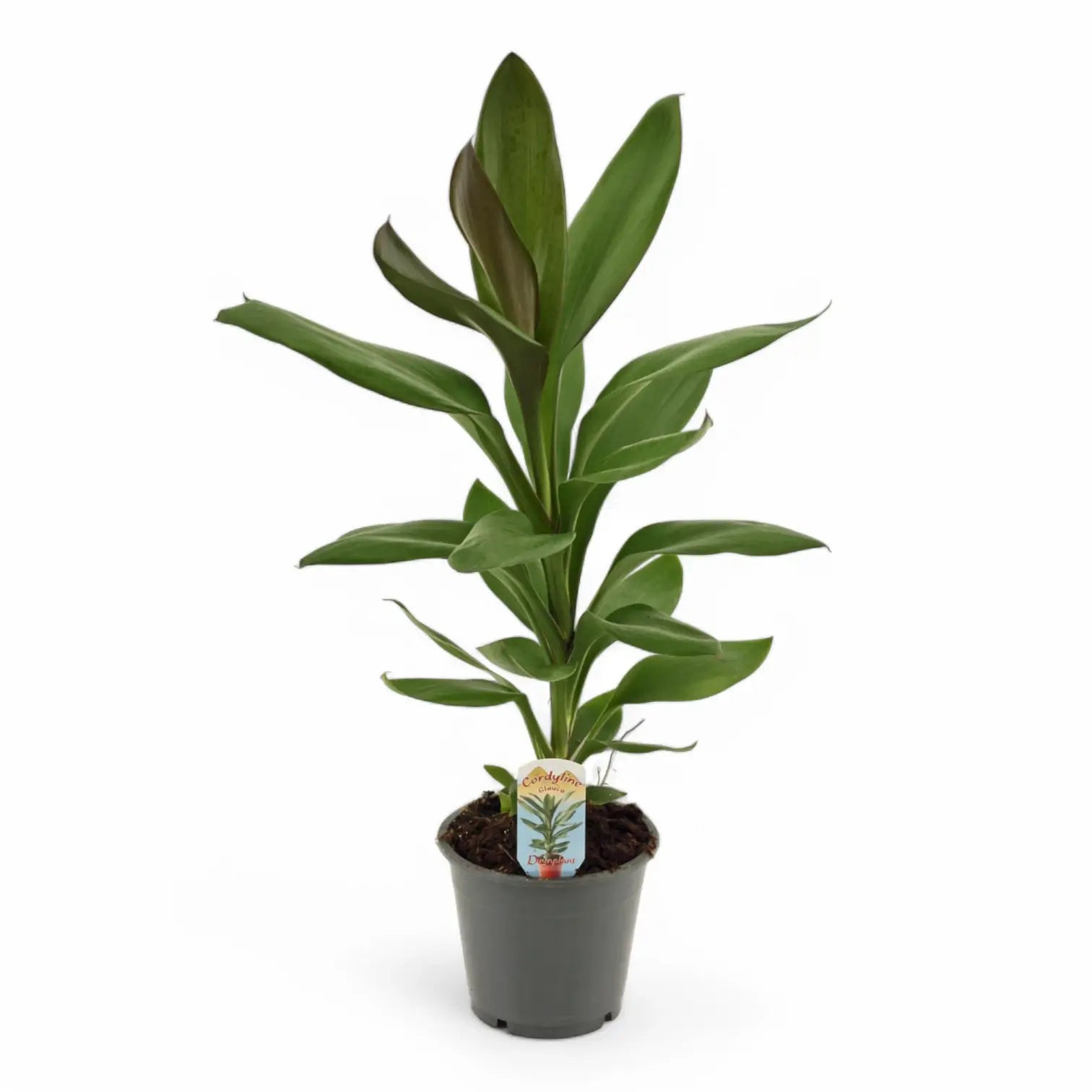 Cordyline fruticosa 'Glauca' Zimmerpflanze im Anzuchttopf vor weißem Hintergrund, Produktfoto 3.