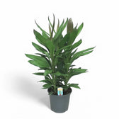 Cordyline fruticosa 'Glauca' Zimmerpflanze im Anzuchttopf vor weißem Hintergrund, Produktfoto 5.