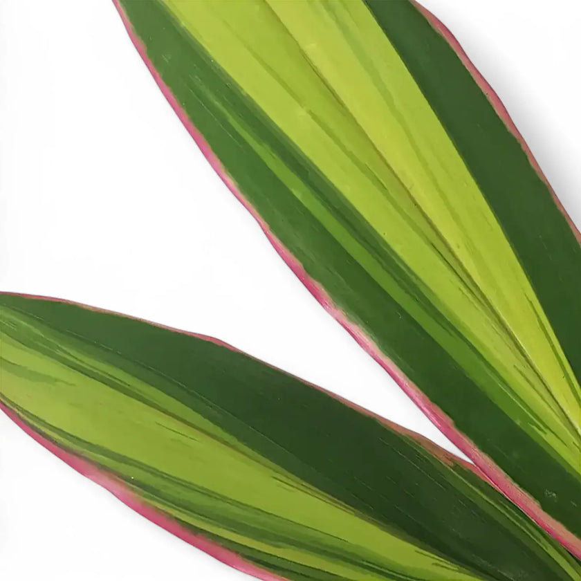 Cordyline fruticosa 'Kiwi' leaf detail on white background.