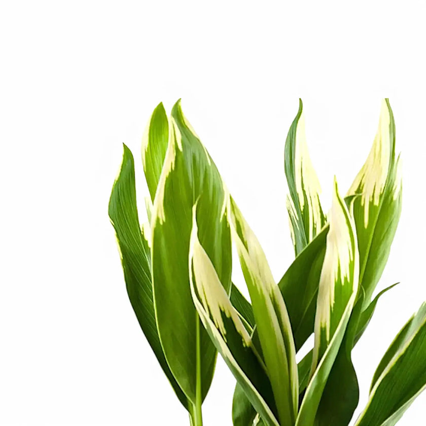 Cordyline fruticosa 'New Conga' leaf detail on white background.