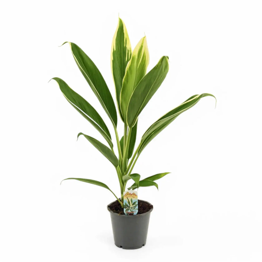 Cordyline fruticosa 'New Conga' potted plant in nursery pot on white background.