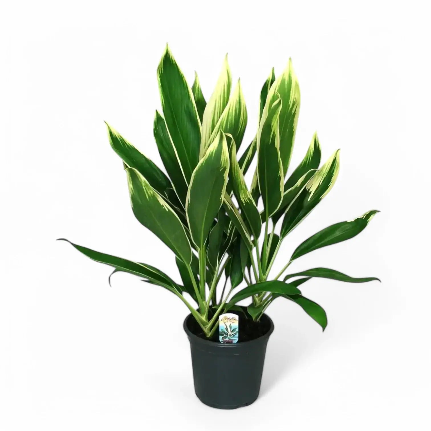 Cordyline fruticosa 'New Conga' Zimmerpflanze im Anzuchttopf vor weißem Hintergrund, Produktfoto 3.