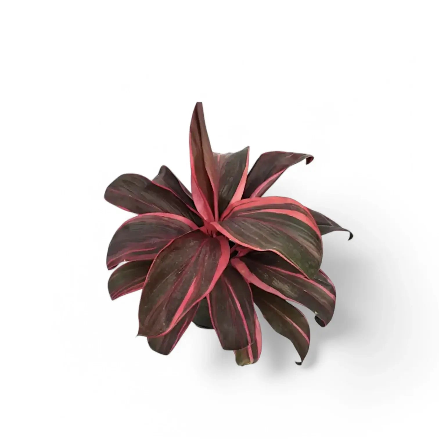 Cordyline fruticosa 'Pink Champion' Zimmerpflanze im Anzuchttopf vor weißem Hintergrund, Produktfoto 2.