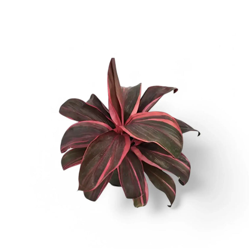 Cordyline fruticosa 'Pink Champion' potted plant in nursery pot on white background.