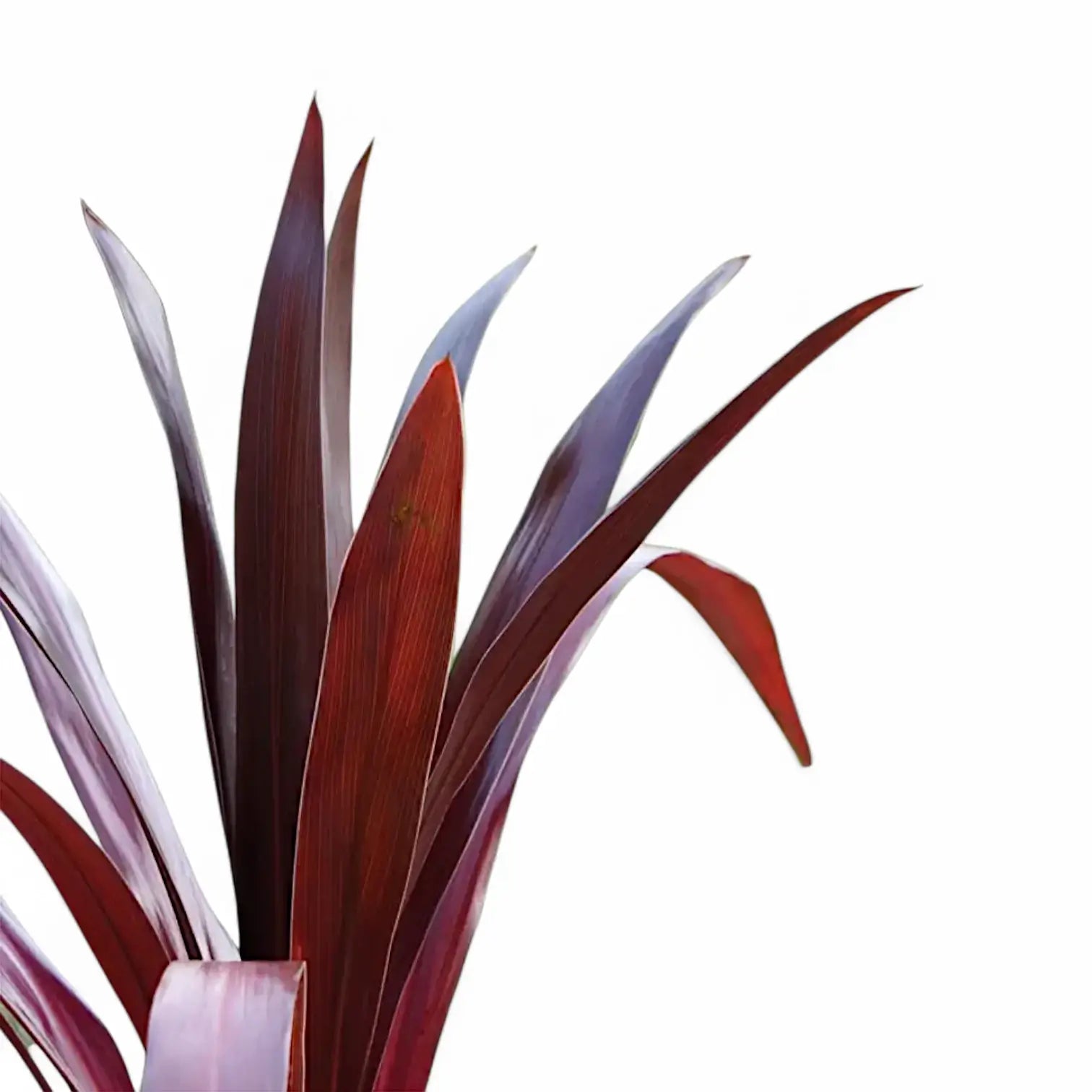 Cordyline obtecta 'Superstar' close-up of leaf on white background.