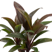 Nahaufnahme von Cordyline fruticosa ‘Purple Compacta’ mit kurzen breiten burgunderroten Blättern