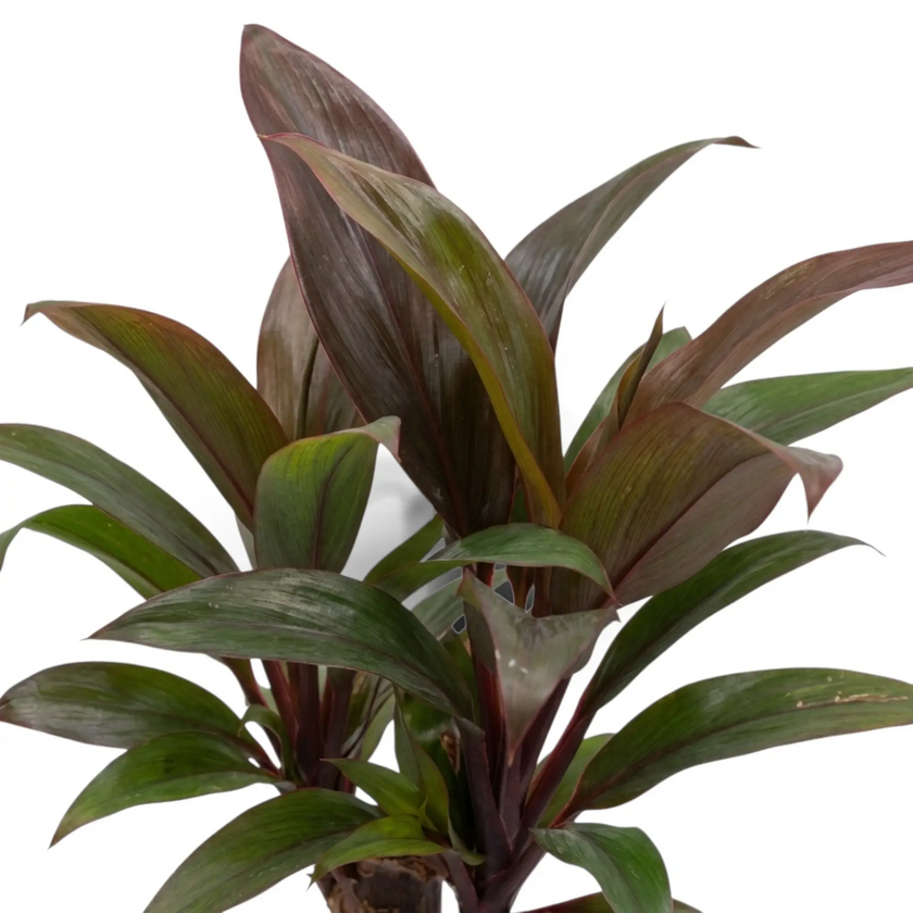 Nahaufnahme von Cordyline fruticosa ‘Purple Compacta’ mit kurzen breiten burgunderroten Blättern
