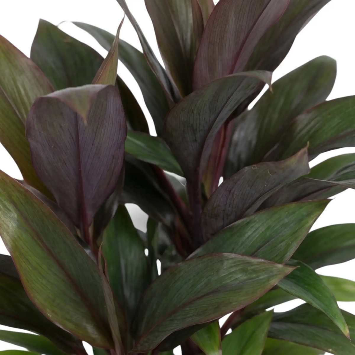 Blattdetail von Cordyline fruticosa ‘Purple Compacta’ mit dicht stehenden purpurroten Blättern
