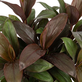 Nahaufnahme des dichten Laubs von Cordyline fruticosa ‘Purple Compacta’ in dunklen burgunderroten und purpurroten Tönen