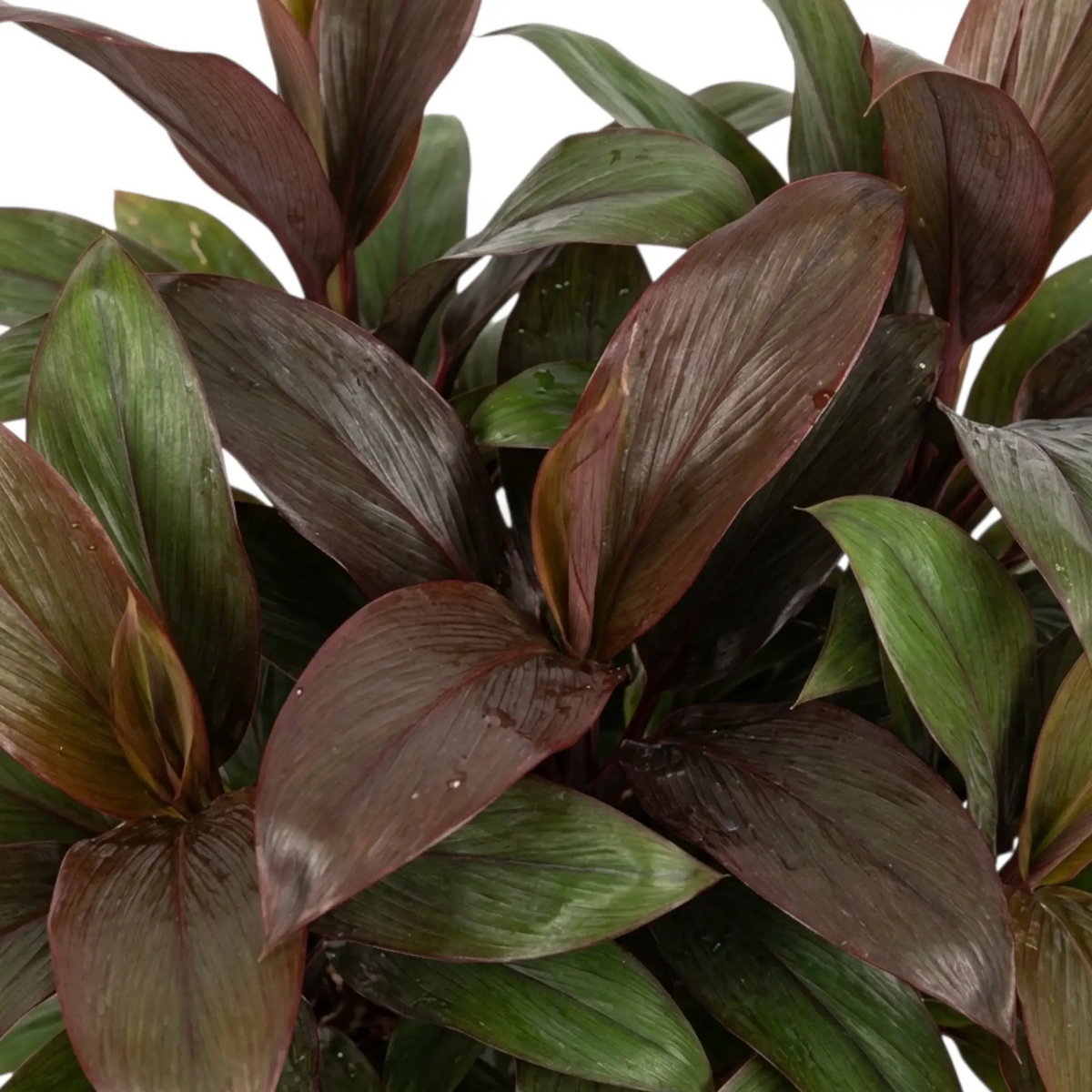 Nahaufnahme des dichten Laubs von Cordyline fruticosa ‘Purple Compacta’ in dunklen burgunderroten und purpurroten Tönen