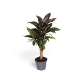 Cordyline fruticosa ‘Purple Compacta’ im Kulturtopf mit dicht stehenden kurzen burgunderroten Blättern