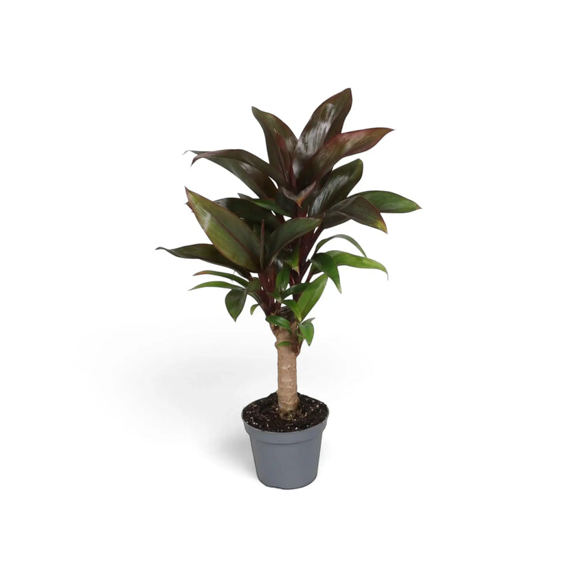 Cordyline fruticosa ‘Purple Compacta’ im Kulturtopf mit dicht stehenden kurzen burgunderroten Blättern